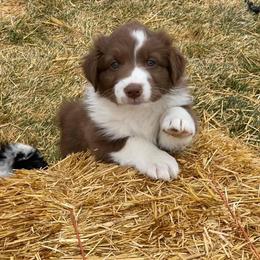 Australian Shepherd Puppies from Big Sky Aussies