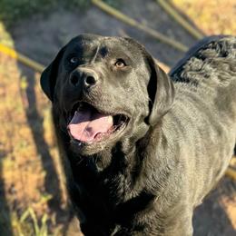 Vi - Labrador Retriever