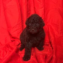 Laenor - Brown male Poodle puppy in Atlanta, Georgia from Syren House Doodles & Poodles