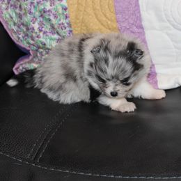 Montana - Blue merle male Pomeranian puppy in Dillon, Montana from Medicine Lodge Poms LLC
