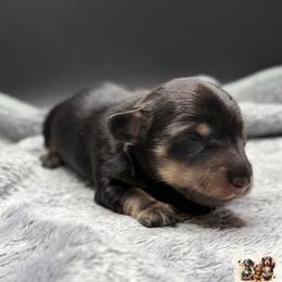 LIBERTY - Black and cream female Dachshund puppy in Alto, Texas from Double W Doxies