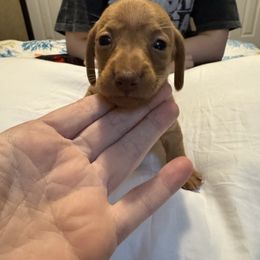 Male chocolate based ee red - Red male Dachshund puppy in Canton, Texas from Bonnie and Clyde Dachshunds