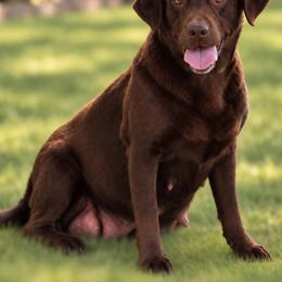 Willow - Labrador Retriever