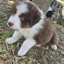 Australian Shepherd Puppies from Cali's Australian Shepherds