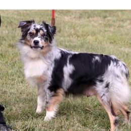 Daisy - Aussiedoodle
