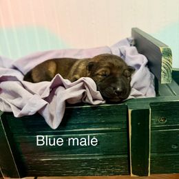 Blue male - Sable male German Shepherd puppy in Terrell, Texas from Von Brodek Kennels