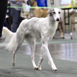 Zelda - Silken Windhound