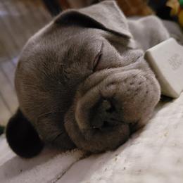 French Bulldog Puppies from Who's Your Bulldog? Kennel