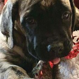 Mastiff Puppies from Eagle Pond Mastiffs
