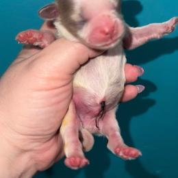 Blue Parti - Blue and white male Shih Tzu puppy in Albany, New York from Precious Shihpoo’s and Luxurious Shih Tzu’s