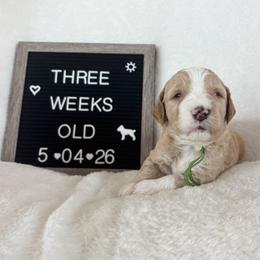 Marlin - Yellow and white male Bernedoodle puppy in Sparrows Point, Maryland from Rosie’s Puppies