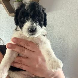 Goldendoodle Puppies from Fiala Goldendoodles