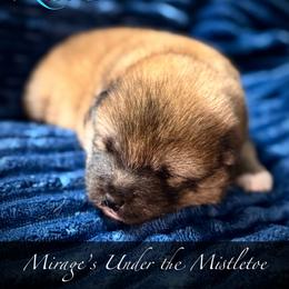 Kisses - Red female Shiba Inu puppy in Gladewater, Texas from Mirage Siberians