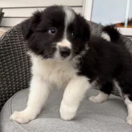 Clark - Black and white male Border Collie puppy in Lakeview, Michigan from Haven Creek Farm