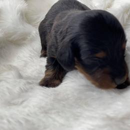 Dachshund Puppies from Hart Dachshunds