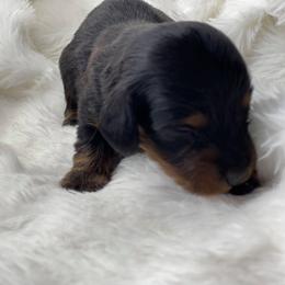 Dachshund Puppies from Hart Dachshunds