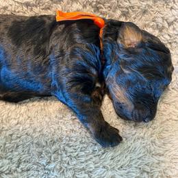 Boy 3 - Phantom male Bernedoodle puppy in Millsap, Texas from Gaston’s Posh Poodles and Doodles