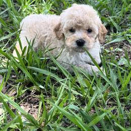 Blanche - Apricot female Goldendoodle puppy in Arcadia, Florida from KnuDawn Goldendoodles