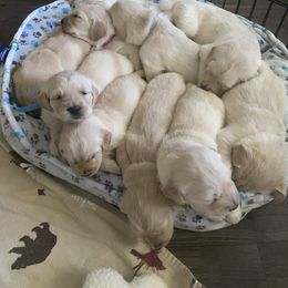 Golden Retriever Puppies from Sweeter Than Honey Golden Retrievers, LLC.