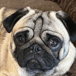 Cash - Pug