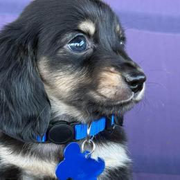 Derek💙 - Black and cream male Dachshund puppy in New Braunfels, Texas from 2 Knights Doxies