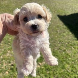 Maltipoos from Pat’s precious puppies