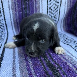 Fred - Black & white male Australian Shepherd puppy in Quaker City, Ohio from Wagon Wheel Aussies and Corgi’s