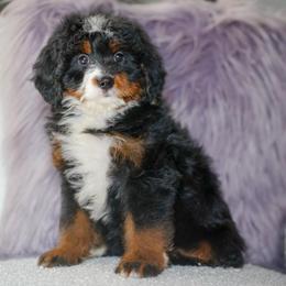 Sharla - Tri-color female Bernedoodle puppy in Dundee, Ohio from Down Home Doodle