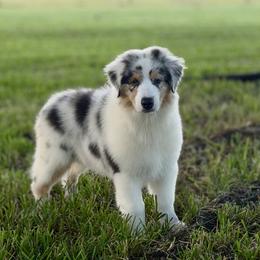 Washington - Blue merle male Australian Shepherd puppy in Crosby, Texas from Monarch Australian Shepherds
