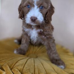 Blossom - Red  female Goldendoodle puppy in Decatur, Tennessee from Diamond's Doodles