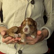 Pink Girl - Wheaten female Whoodle puppy in Kalispell, Montana from Countryman Whoodles