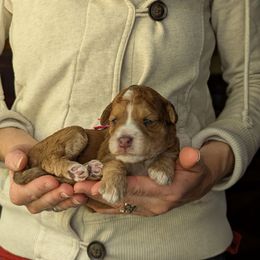 Pink Girl - Wheaten female Whoodle puppy in Kalispell, Montana from Countryman Whoodles