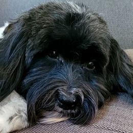 Lilly - Havanese