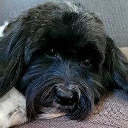 Lilly - Havanese