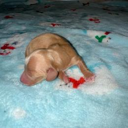 Honey - Red male Dachshund puppy in Merced, California from JBDKennel