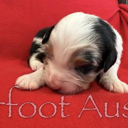 Boy 7 - Blue merle male Australian Shepherd puppy in Lowell, Indiana from Bearfoot Aussies and Tollers