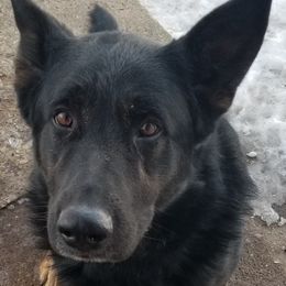 German Shepherds from Mo's Shepherds