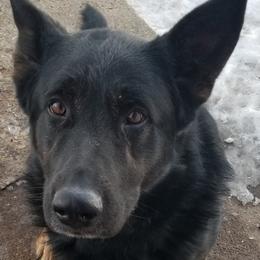 German Shepherds from Mo's Shepherds