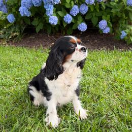 Birdie - Cavalier King Charles Spaniel
