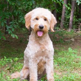 Abby - Goldendoodle