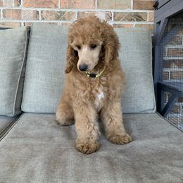 Clove - Apricot Poodle puppy in Union Grove, Alabama from Beltane Bonnies