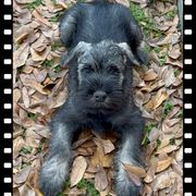 Boy 3 - Standard Schnauzer puppy in Houston, Texas from Monarca Standard Schnauzers