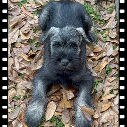 Boy 3 - Standard Schnauzer puppy in Houston, Texas from Monarca Standard Schnauzers