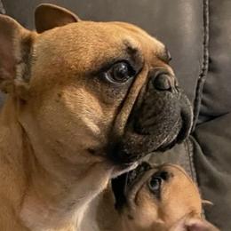 French Bulldogs from Fuller's Frenchie Farm