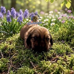 AFDs Millie - Cream female Dachshund puppy in Waverly, Ohio from Always Faithful Dachshunds