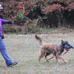 Belgian Tervuren Puppies from EnHommage Belgian Shepherds