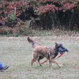 Belgian Tervuren Puppies from EnHommage Belgian Shepherds