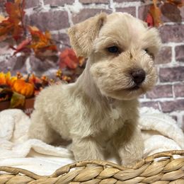 Cedar - Wheaten male Miniature Schnauzer puppy in Lufkin, Texas from C&K’s Schnauzer House