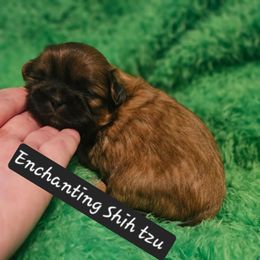 AKC,    CHEWY - Red male Shih Tzu puppy in Dexter, Kentucky from Enchanting Shih tzu