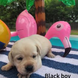 Labrador Retriever Puppies from Texas Finest English Labradors